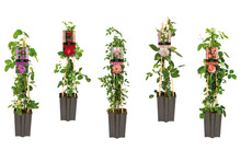 Klatrerose Rosa 14 cm potte